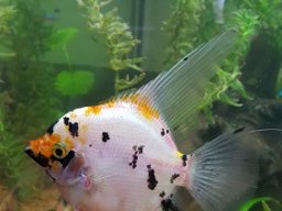 20160514_182535 - kopie